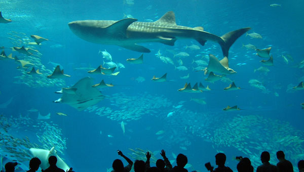 冲绳美丽海水族馆