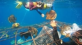 Whale Shark Snorkeling