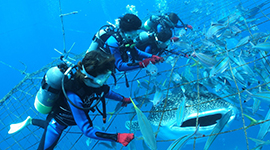 Whale Shark Diving