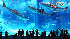 Okinawa Churaumi Aquarium