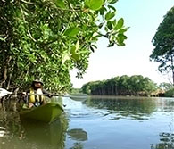 Mangrove Kayak