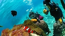 Clownfish Anemone Snorkeling