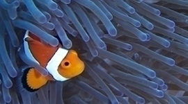 Clownfish Anemone Habitat Diving